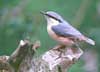 nuthatch